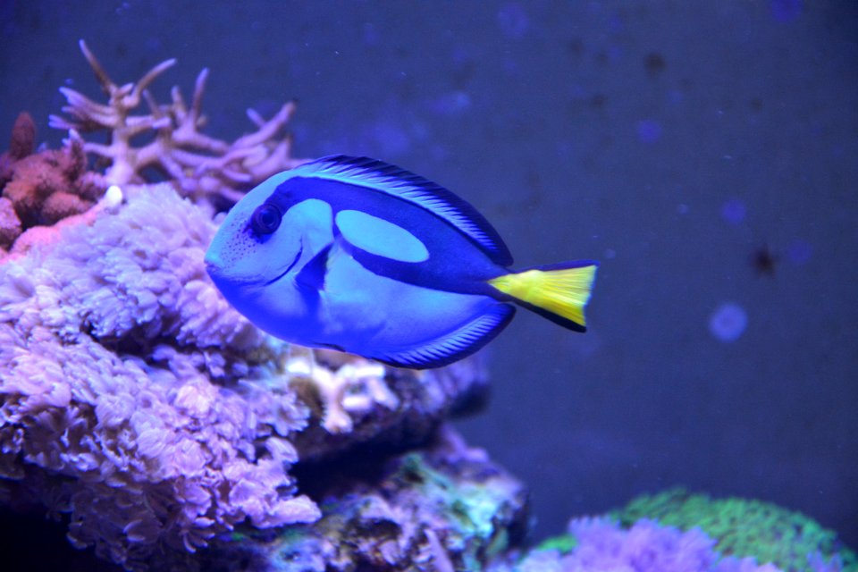 Coral Reef Pomacentridae Marine Biology Coral Reef Fish