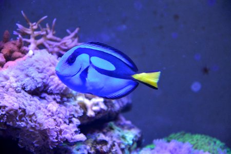 Coral Reef Pomacentridae Marine Biology Coral Reef Fish