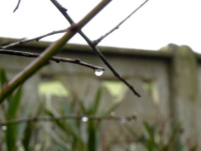 Branch Wire Fencing Twig Grass photo