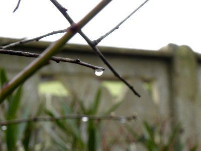 Branch Wire Fencing Twig Grass