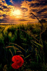 Nature Field Sky Vegetation photo