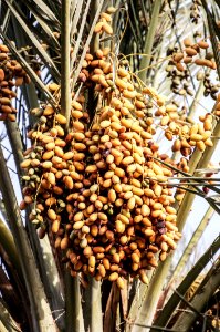 Date Palm Produce Food Fruit