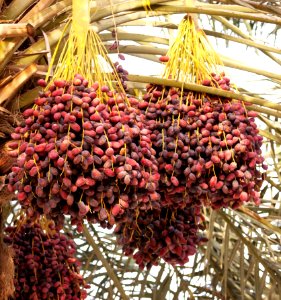 Fruit Date Palm Produce Food photo