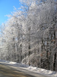 Winter Snow Tree Frost photo