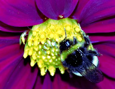 Bee Nectar Honey Bee Insect photo