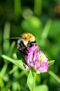 Bee Insect Honey Bee Bumblebee photo