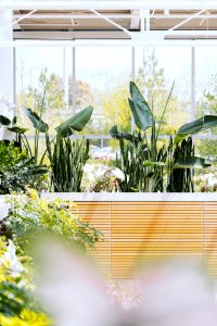 Green Leaf Plants
