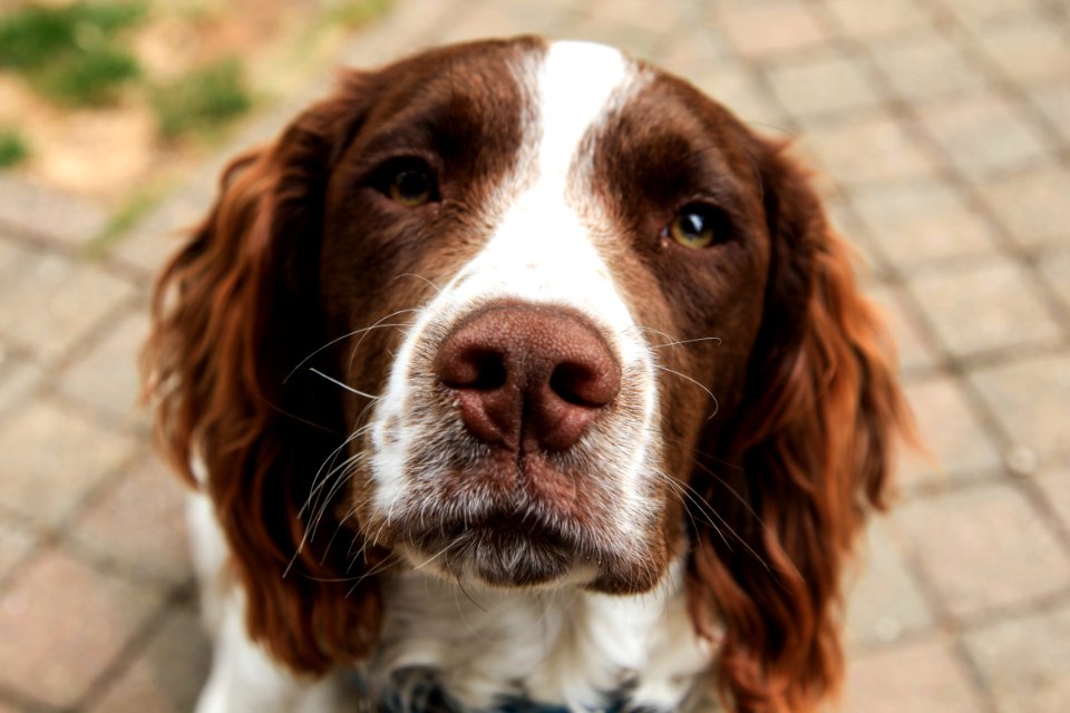 Close-Up Photography Of Furry Dog