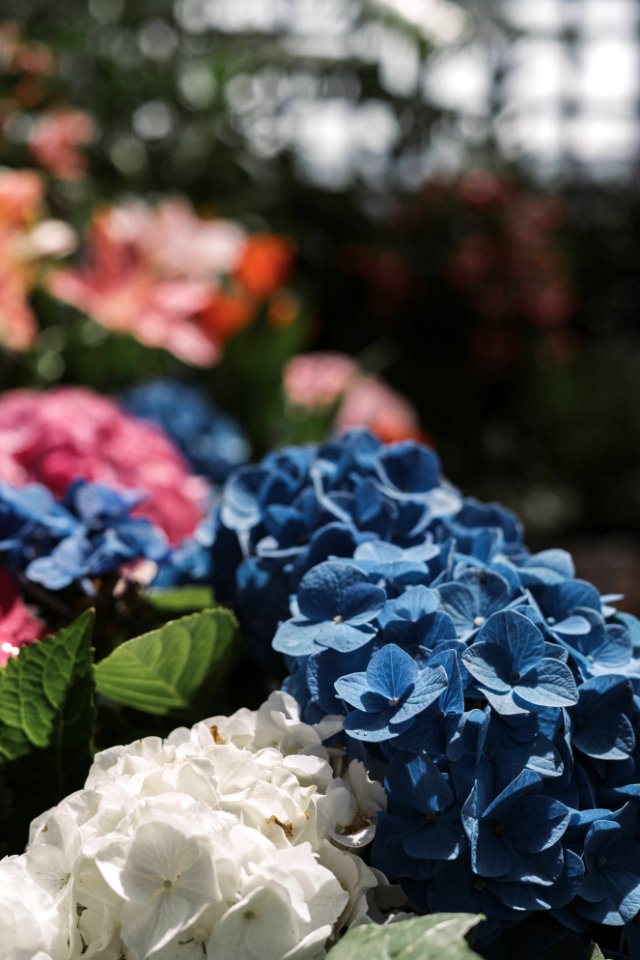 Close-Up Photography Of Blue And White Hydrangea Flowers