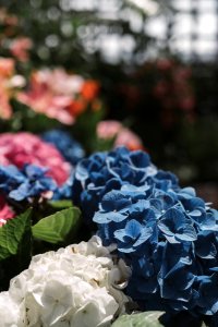 Close-Up Photography Of Blue And White Hydrangea Flowers photo
