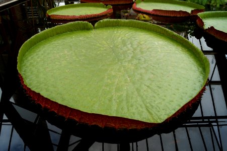 Chair Table Furniture Grass