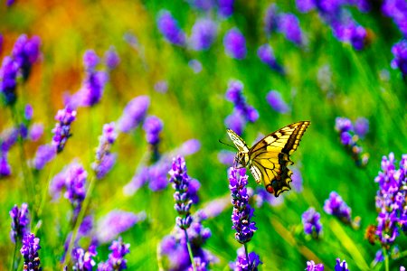 Selective Focus Photography Of Tiger Swallowtail Butterfly Perched On Lavender Flower photo