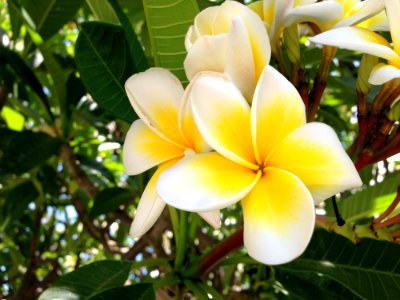 Flower Plant Flora Yellow photo