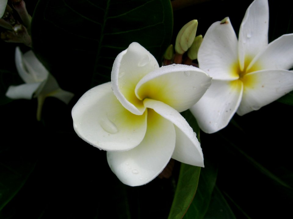 Flower Plant White Flora