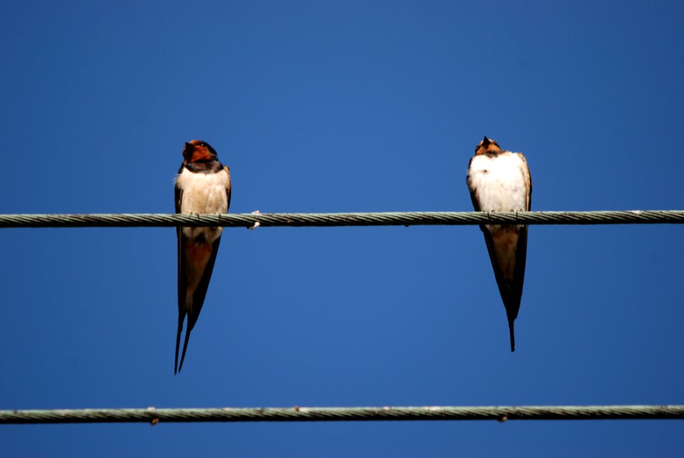 Bird Sky Fauna Swallow