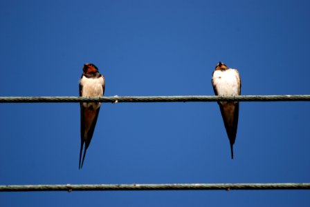 Bird Sky Fauna Swallow