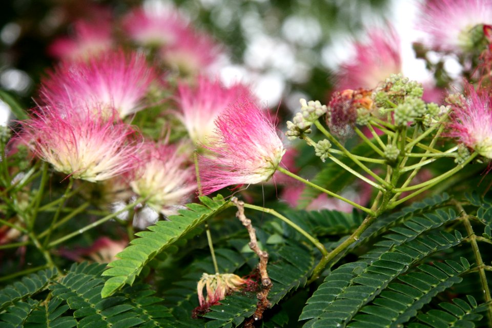 Plant Flower Vegetation Flora