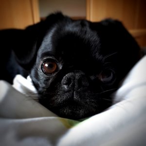 Pug Dog Dog Like Mammal Black