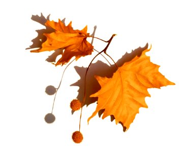 Leaf Maple Leaf Twig Tree