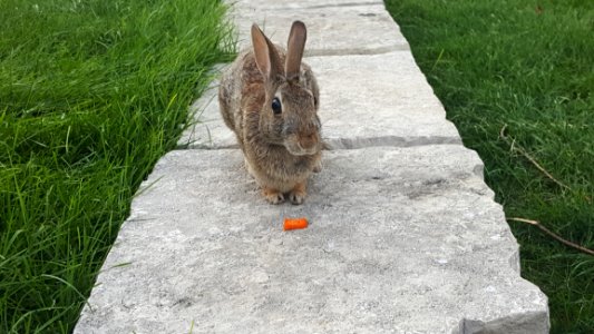 Fauna Mammal Rabbit Grass