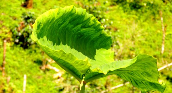 Leaf Vegetation Grass Plant