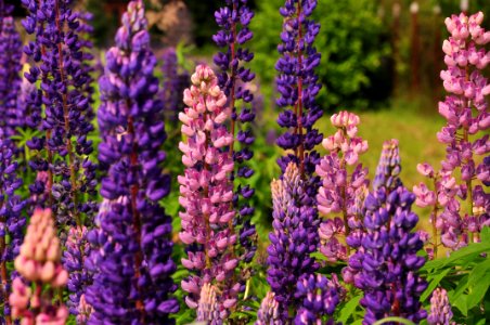 Plant Flower Flowering Plant Lupin photo