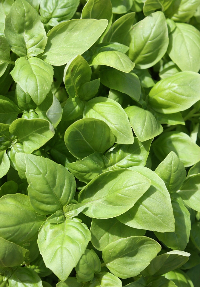 Plant an ingredient perfume