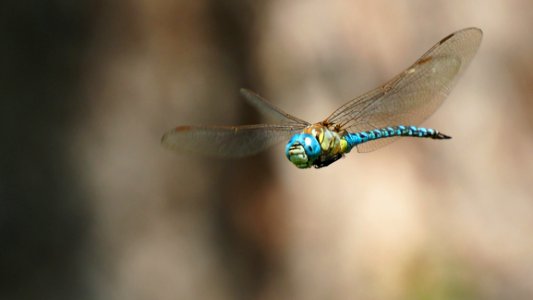 Insect Dragonfly Invertebrate Dragonflies And Damseflies