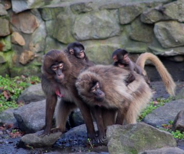 Mammal Fauna Primate Macaque photo