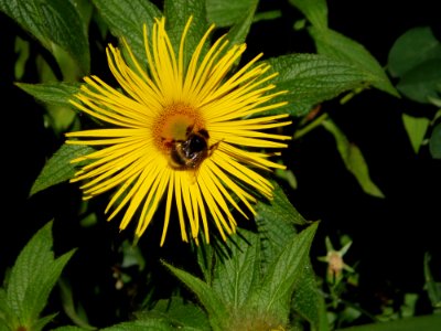 Flower Honey Bee Flora Nectar