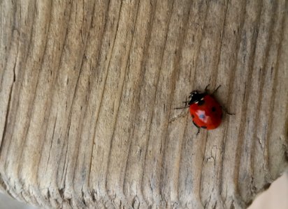 Beetle Insect Fauna Invertebrate