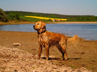 Dog Dog Like Mammal Dog Breed Golden Retriever photo