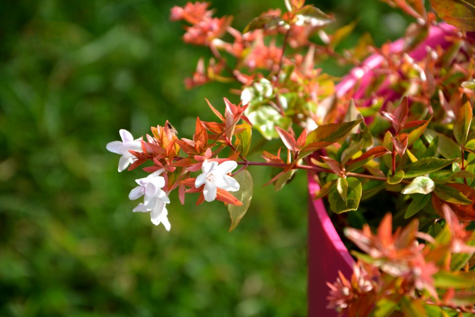 Plant Flora Flower Vegetation