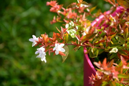 Plant Flora Flower Vegetation photo