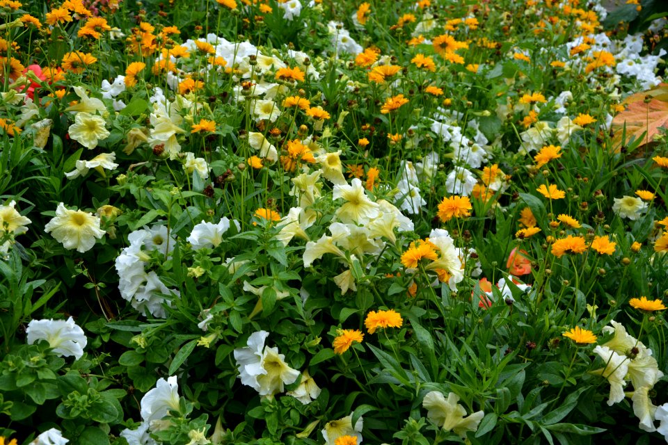 Flower Plant Flora Flowering Plant