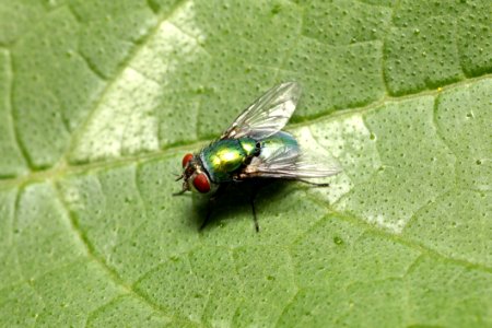 Insect Fly Pest Fauna
