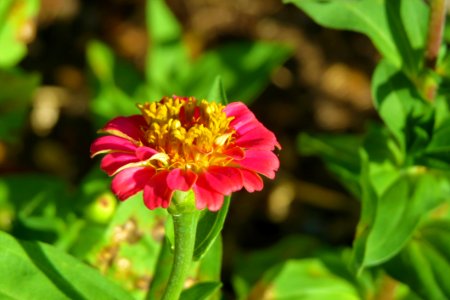 Flower Nectar Pollinator Annual Plant