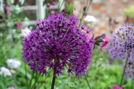 Plant Purple Flower Onion Genus photo