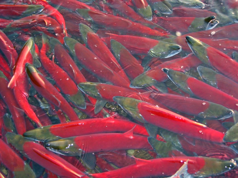 Birds Eye Chili Koi Chile De rbol Fish