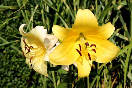 Lily Flower Plant Yellow photo