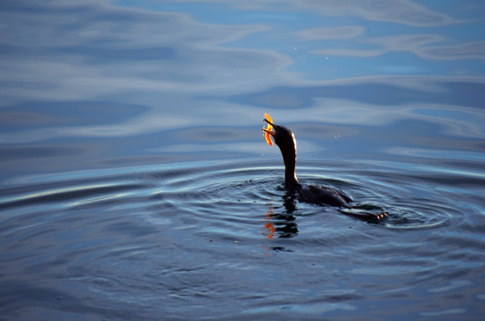 Water Sea Wave Bird