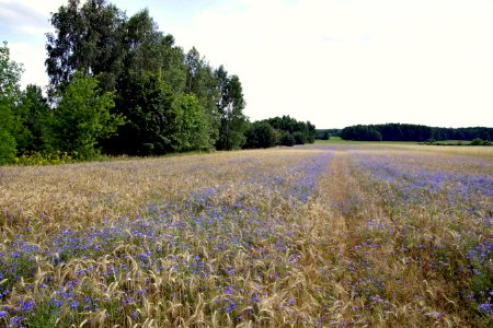 Field Meadow Ecosystem Wildflower