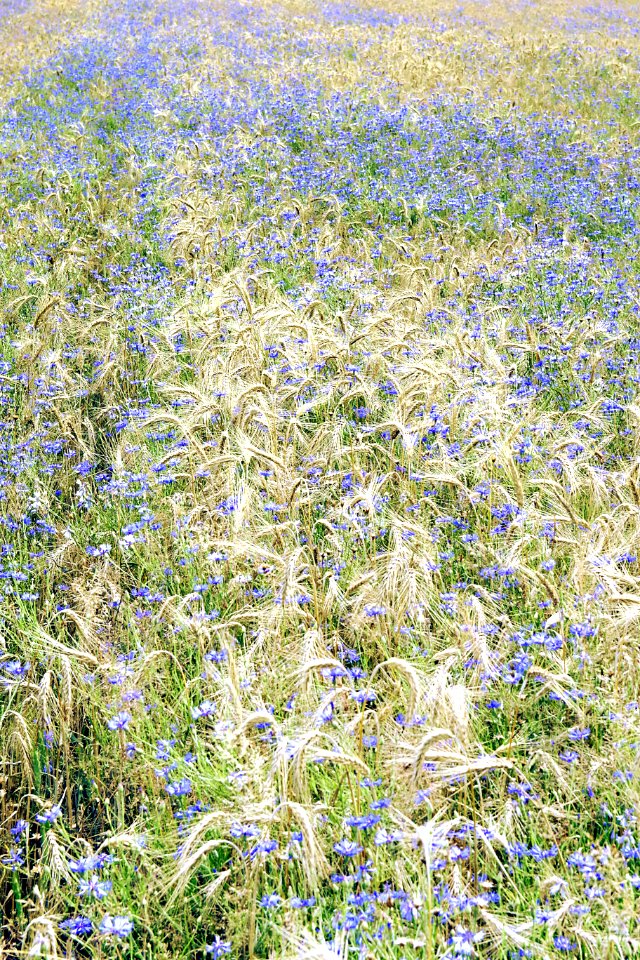 Flower Plant Ecosystem Wildflower