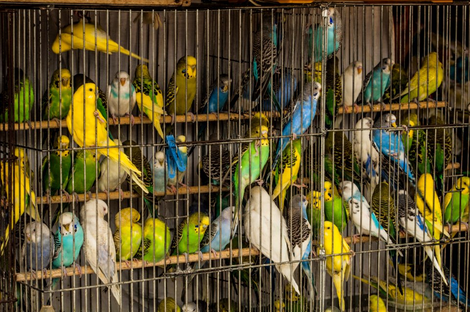 Bird Common Pet Parakeet Parakeet Parrot