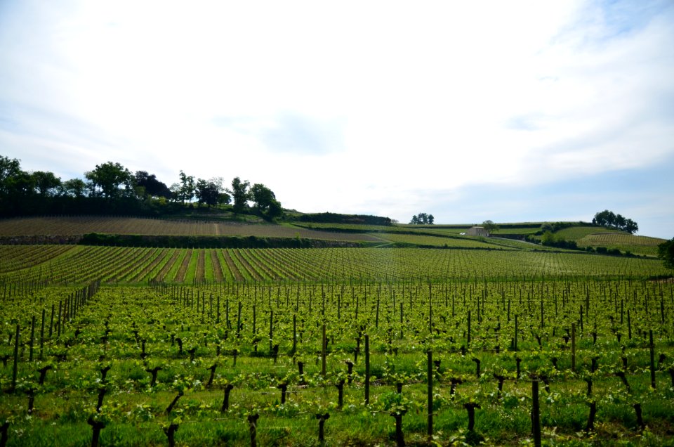 Agriculture Field Vineyard Sky