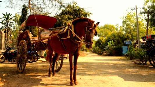 Carriage Horse And Buggy Chariot Cart photo
