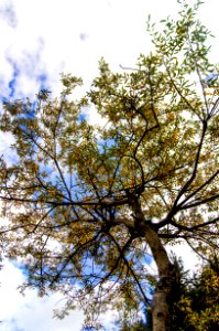 Tree Sky Branch Woody Plant