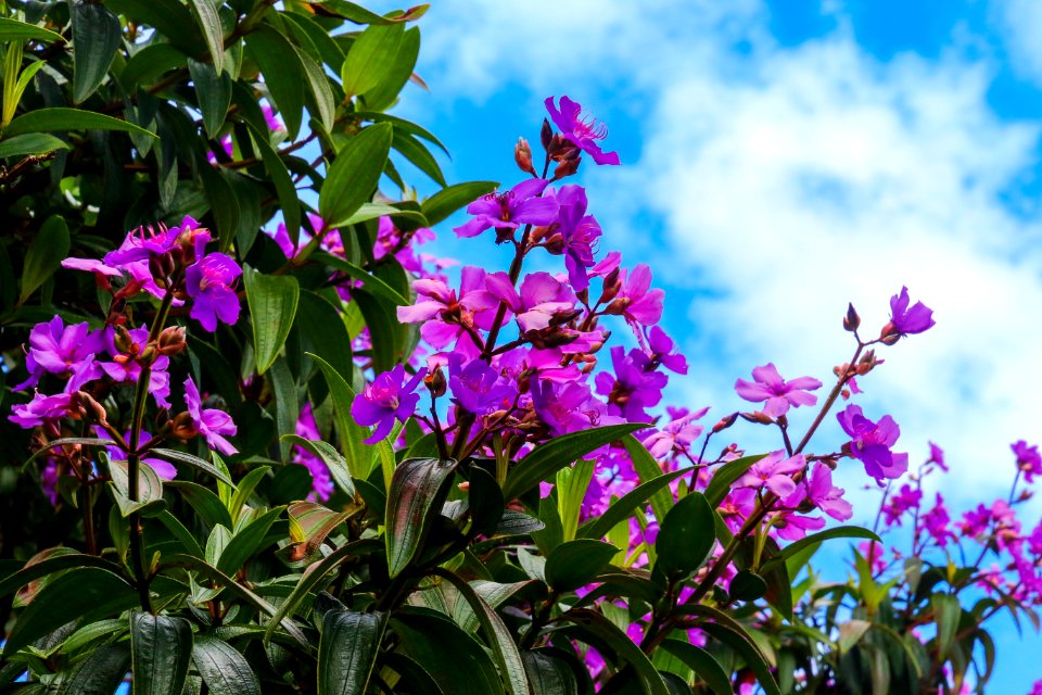 Shallow Focus Of Purple Flowers