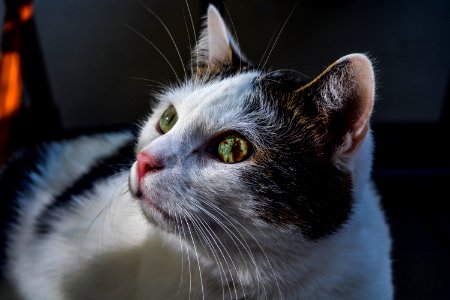 Shallow Focus Photography Of White And Black Cat photo