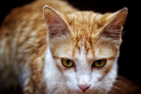 Shallow Focus Photography Of Orange Tabby Cat photo